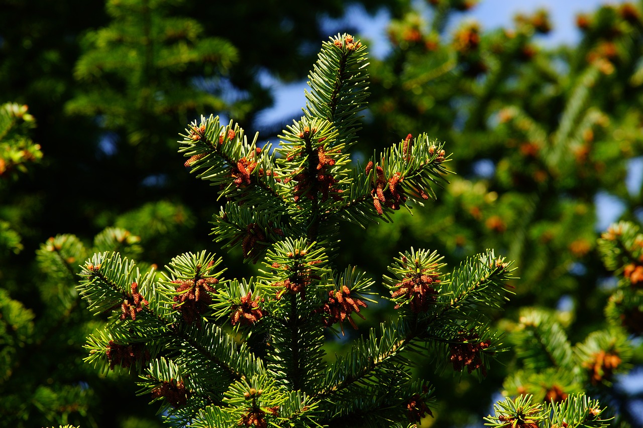 pine, needles, tree-1388608.jpg