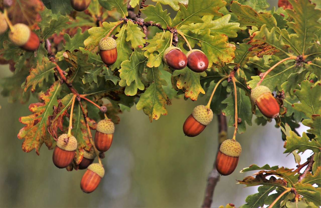 branch, acorns, in the fall-3682386.jpg